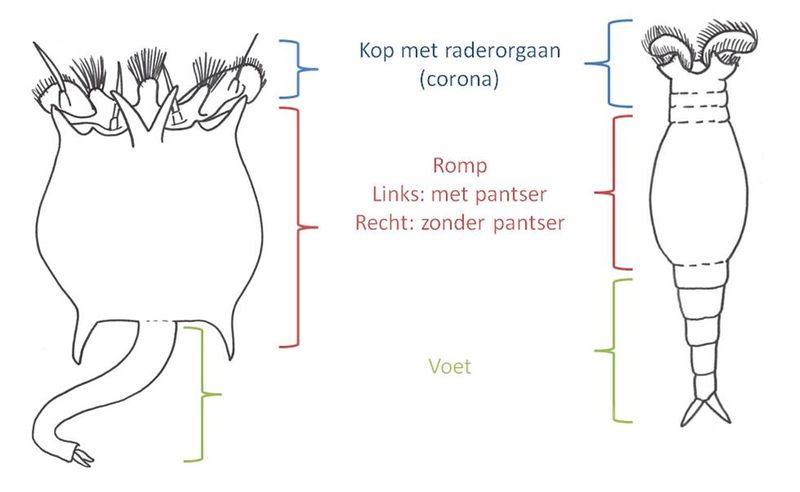 File:Algemeen bouwplan raderdier.jpg