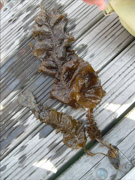 File:Undaria pinnatifida.jpg