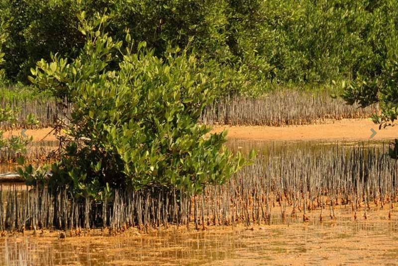 File:BlackMangrove.jpg