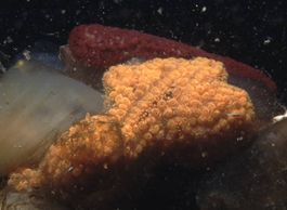 Botrylloides violaceus2.jpg