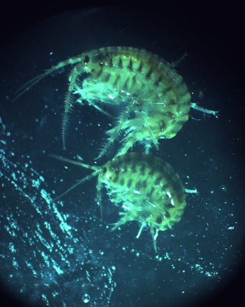 File:Gammarus tigrinus2.jpg