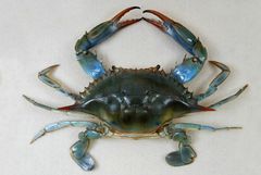 Callinectes sapidus .jpg