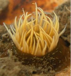 Diadumene lineata5.jpg