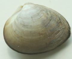 Rangia-cuneata 1.jpg