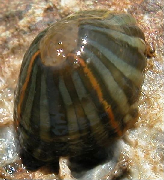 File:Diadumene lineata3.jpg