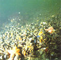 Seabottom2.jpg