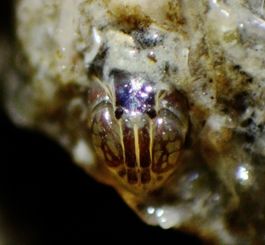 Sinelobus stanfordi.jpg