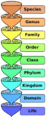 150px-Biological classification L Pengo.svg.png