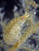 Incisocalliope aestuarius.jpg