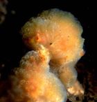 Aplidium glabrum.jpg