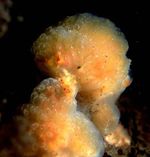 Aplidium glabrum.jpg