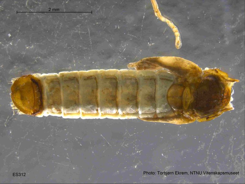 File:Telmatogeton japonicus4.JPG