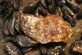 Crassostrea gigas1.jpg