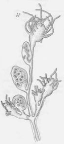 Cordylophora caspia.jpg