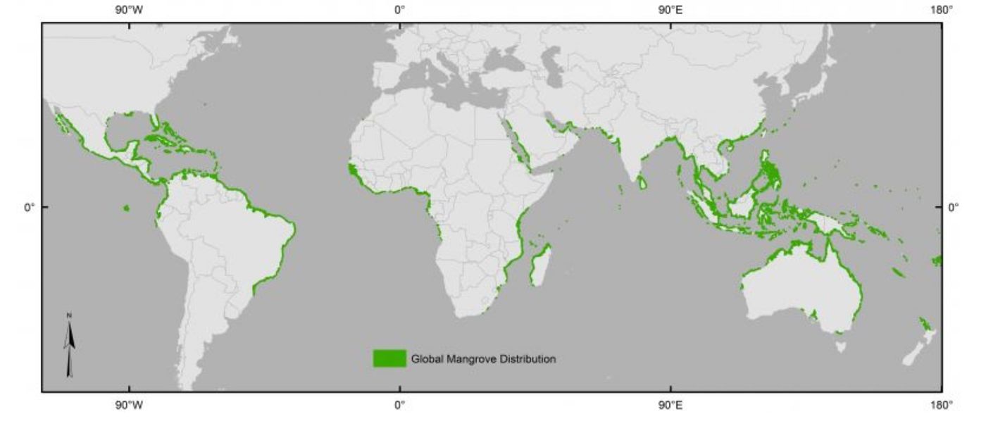 Распространение мангровых лесов карта