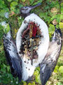Laysan albatross open belly.jpg
