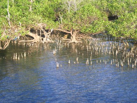Mangroves - Coastal Wiki