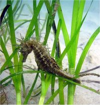 Why seagrass needs space