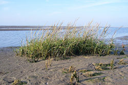 Spartina townsendii var. anglica .jpg