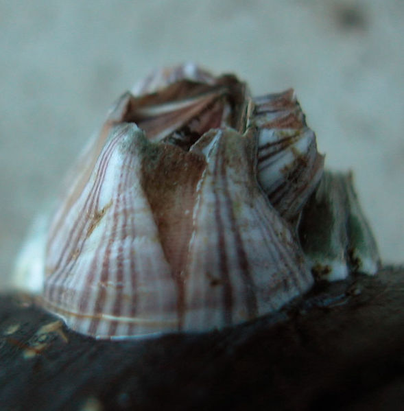 File:Amphibalanus amphitrite.jpg