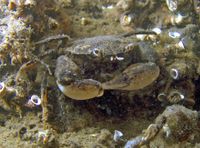 Rhithropanopeus harrisii.jpg