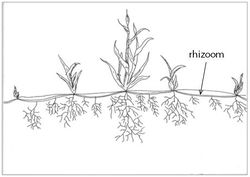 Spartina rhizoom.jpg