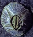 Amphibalanus amphitrite .jpg