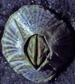 Amphibalanus amphitrite .jpg