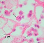 Front side of U.S. dollar bill, with Washington portrait in center.