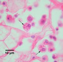 Front side of U.S. dollar bill, with Washington portrait in center.