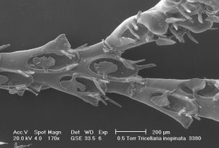 Tricellaria inopinata.jpg