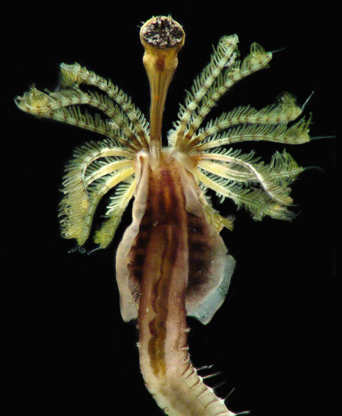 File:Ficopomatus enigmaticus2.jpg