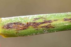 Dammaged Spartina leaf.jpg