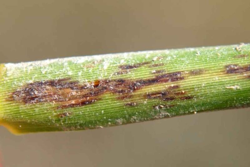 File:Dammaged Spartina leaf.jpg