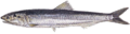 Anchovy.SA.png