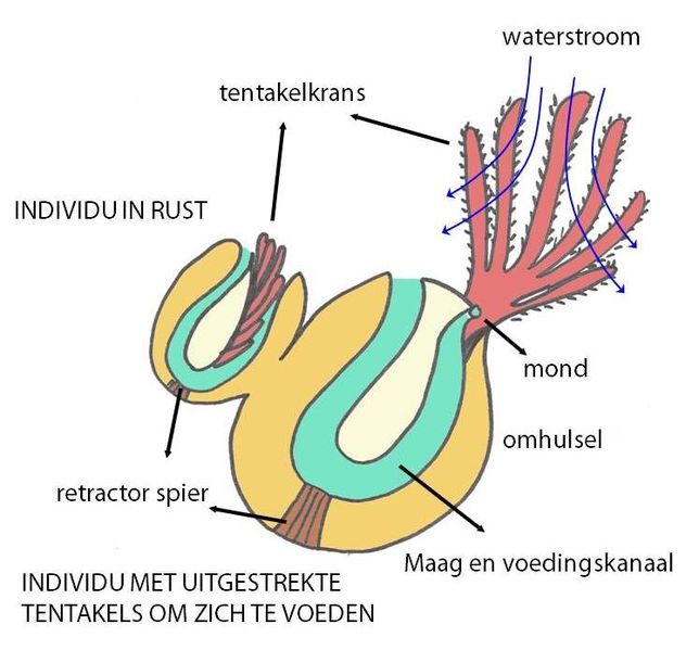 File:Schema mosdiertjes.jpg