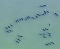 Mass dolphin stranding.jpg