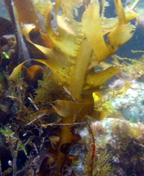 File:Undaria pinnatifida2.jpg