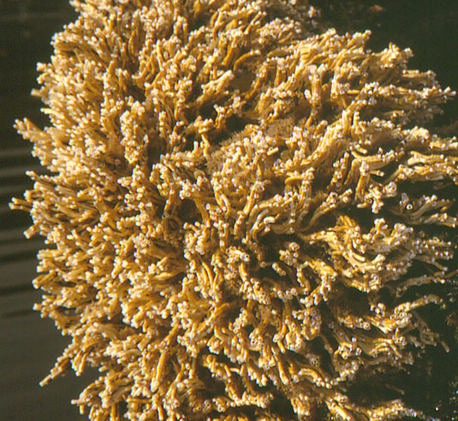 File:Ficopomatus enigmaticus4.jpg